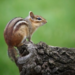 Eastern Chipmunk