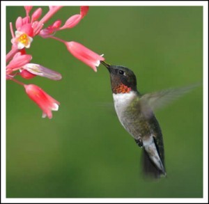 Hummingbirds Adirondacks