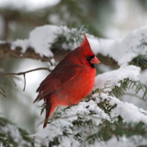 cardinal bird in winter