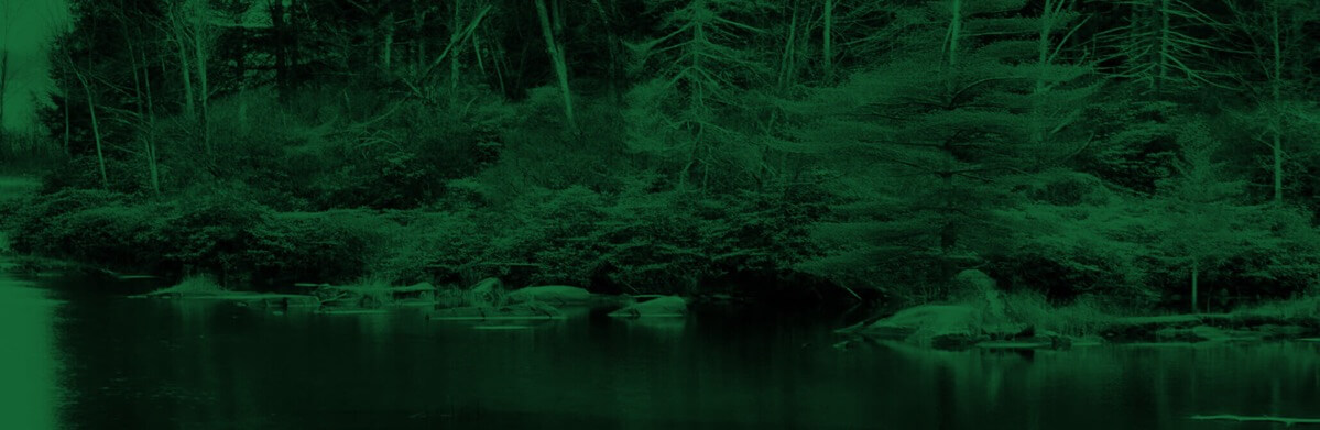 edge of a lake next to a forest