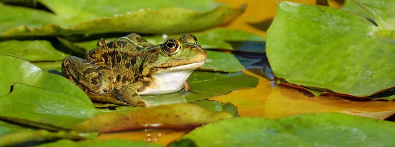 Frog on lily pad