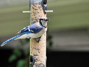 bluejay eating at bird feeder
