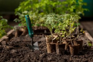 Soil with a young plant. Planting seedlings in the ground. There is a spatula nearby. The concept of agriculture and harvest. Close-up.